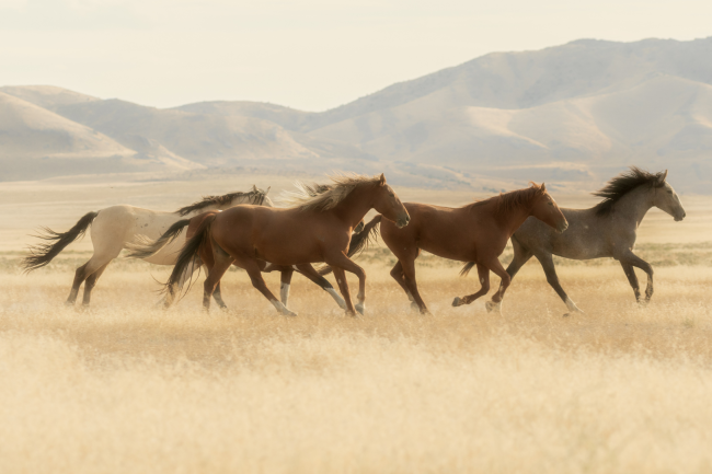 A group of horses galloping across an open grassy plain with mountains in the distance, evoking the cavalry and terrain of early Islamic battles