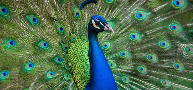 Male peacock with fully spread feathers, symbolizing kibr, or pride, in Islam