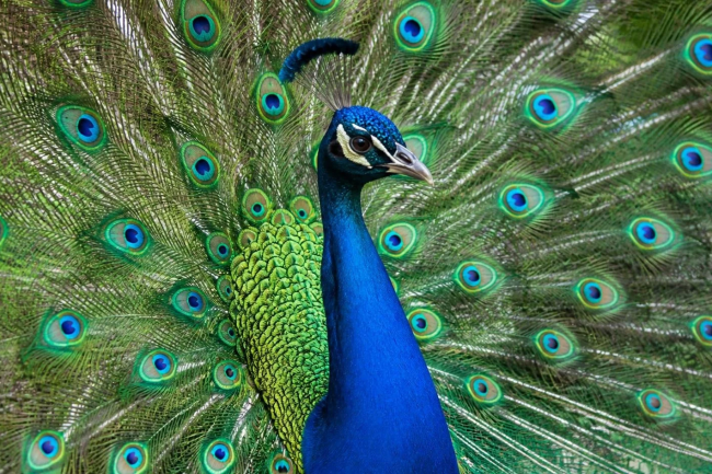 Male peacock with fully spread feathers, symbolizing kibr, or pride, in Islam